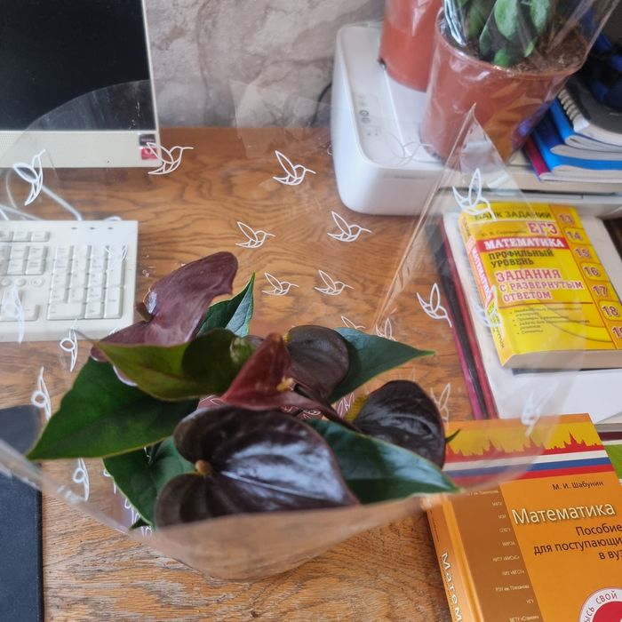 Антуриум Paris Black