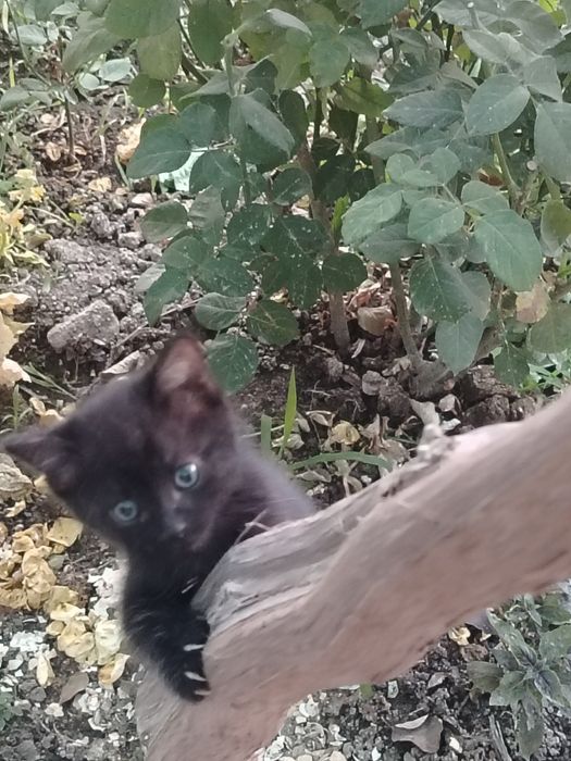 Отдам даром котята