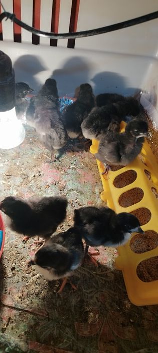 Цыплята австролорп