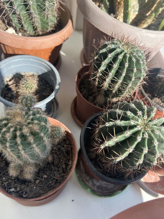 Кактусы 13-20 см высотой