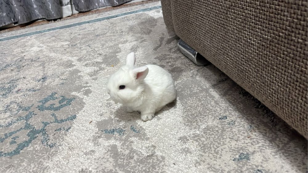 Продаю кролика, очень милый
