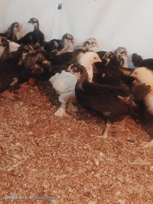 Продам цыплят срочно простые домашние