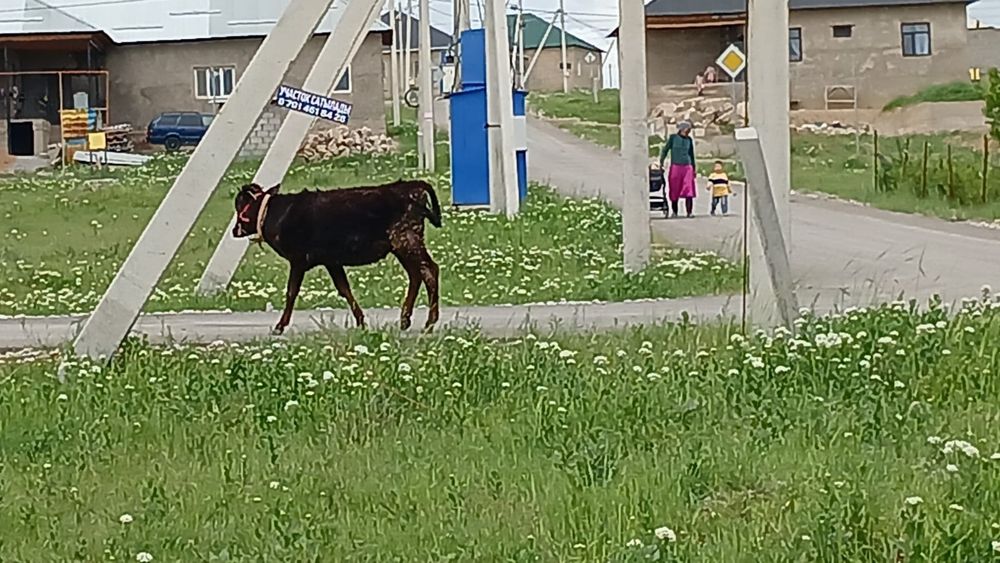 Таналар сатылады
