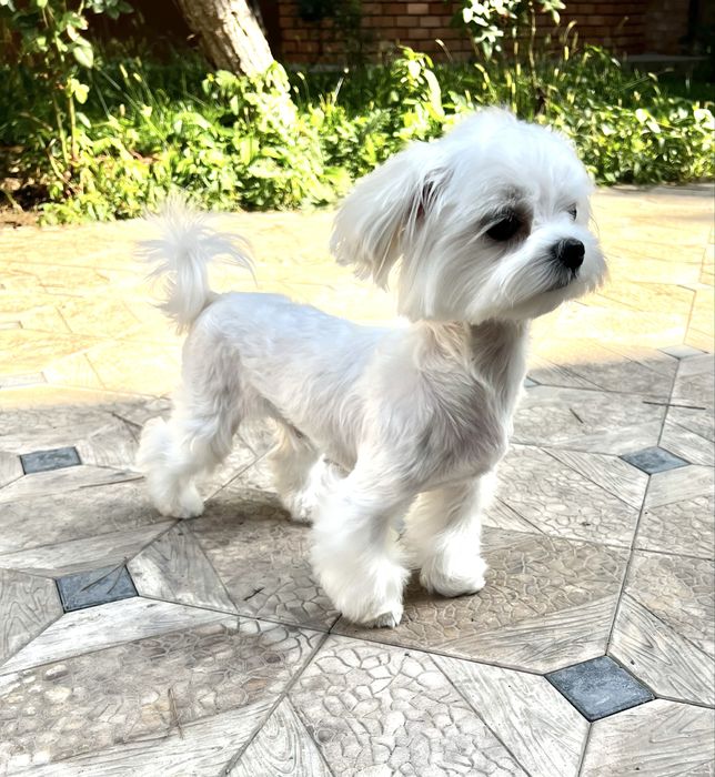 Мальтезе, мальчик-мини, бэбифэйс