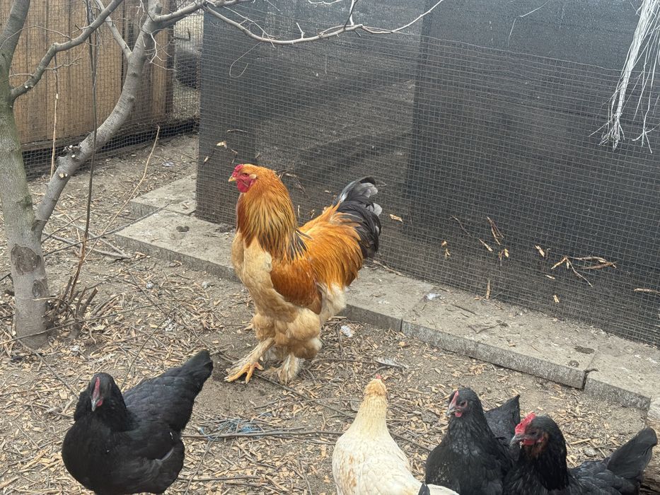 Oua australorp,brahma,kabir