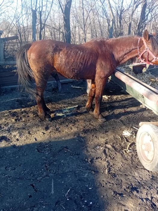 De vânzare armăsar cuminte de 8 ani