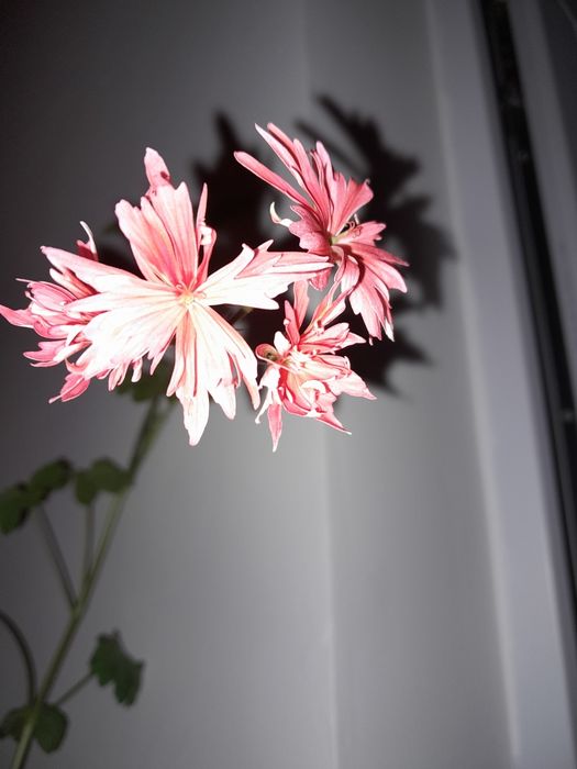 Комнатые цветы Фиалки