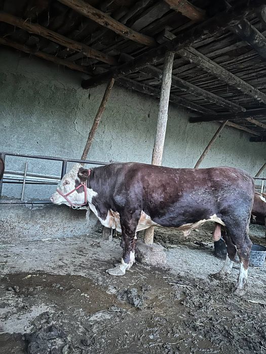 Gireford buqqasi sotiladi