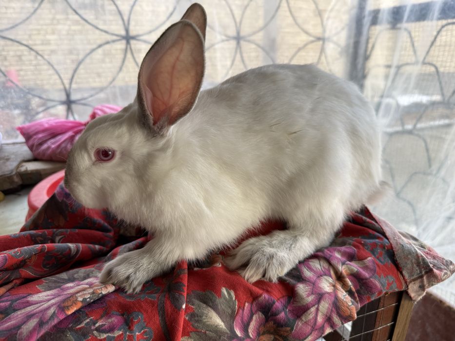 quyon bollari sotiladi