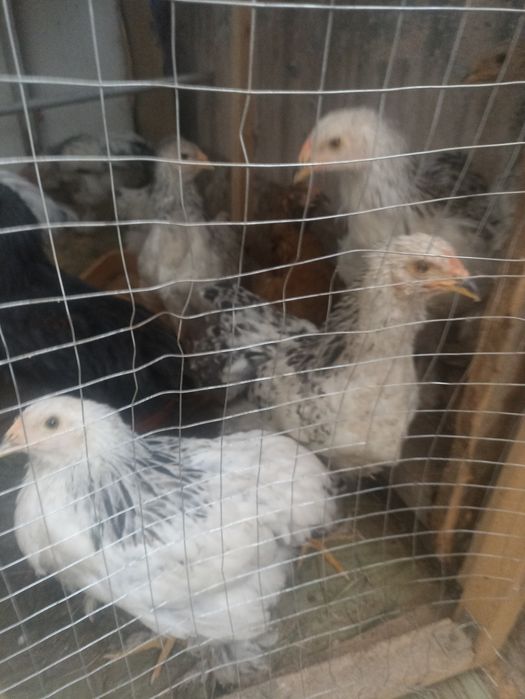 Продам цыплят гигант брамма
