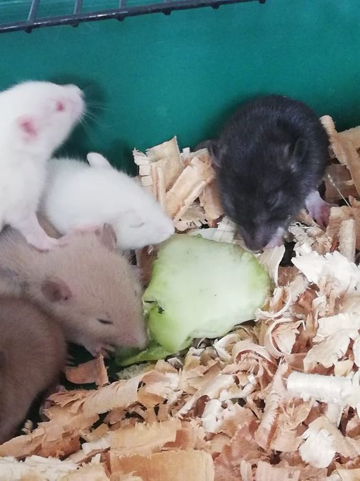 Декоративные крысята крыс