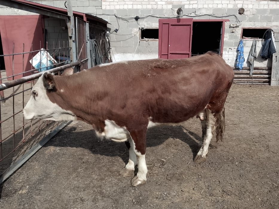 Продам с откорма.