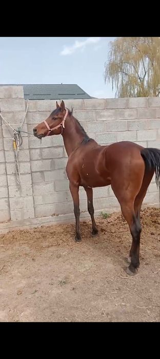 Таза қанды айғыр сатылады.