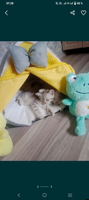 Шотландские котята