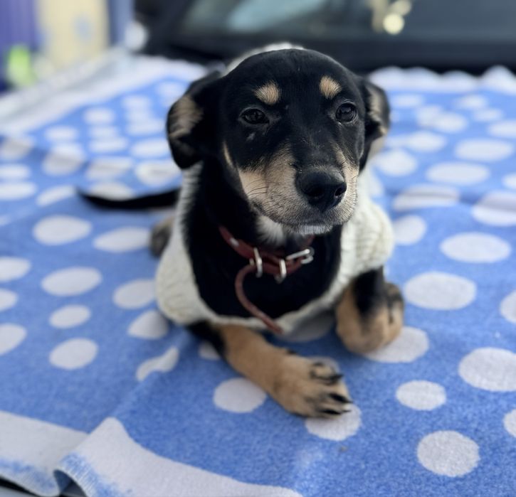 Отдам  щенков в добрые руки