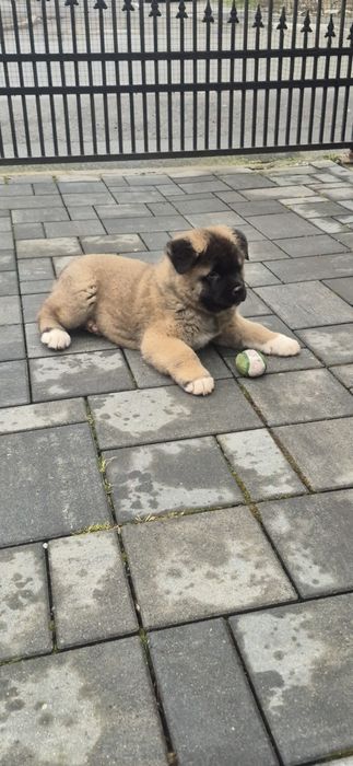 Mascul Akita American