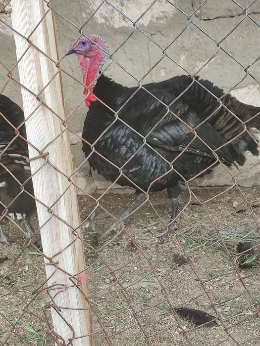 Үндік балпансатылады.