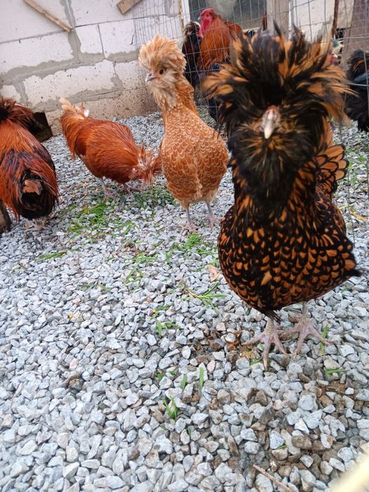 Oua pt incubat diferite rase