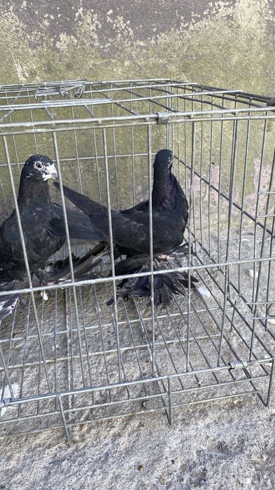 Продам голубей .