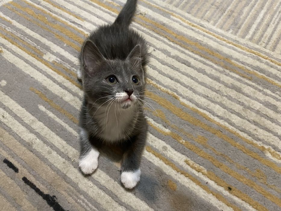 Котенок ищет дом!