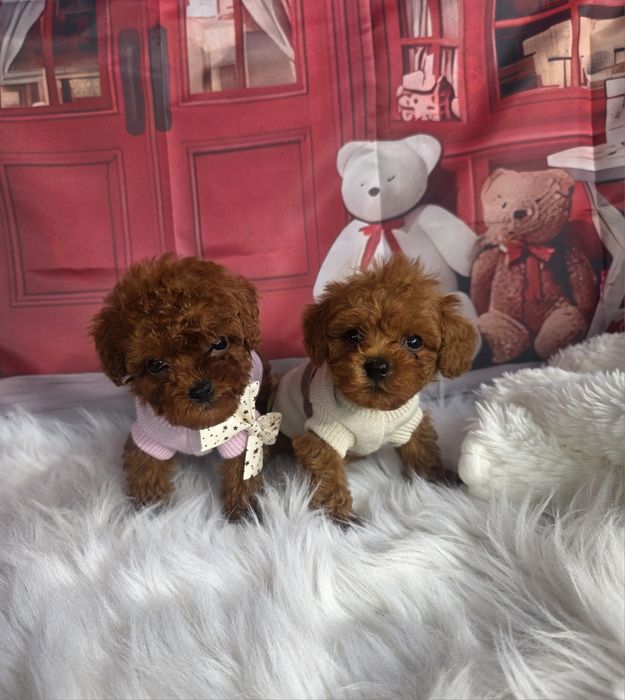 Пудел той момичета и момчета с документ за произход