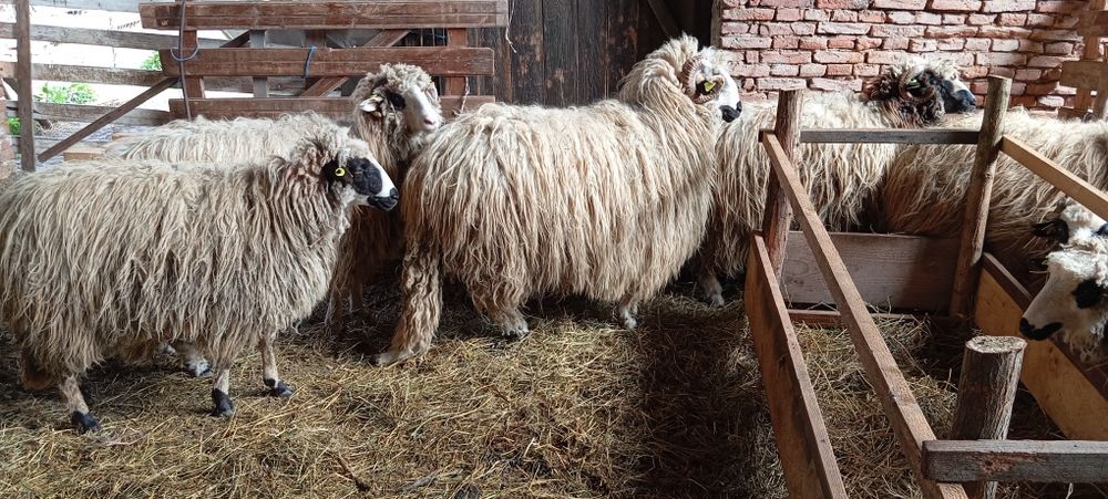 Berbec de vanzare de un an,a împlinit în luna aprilie.