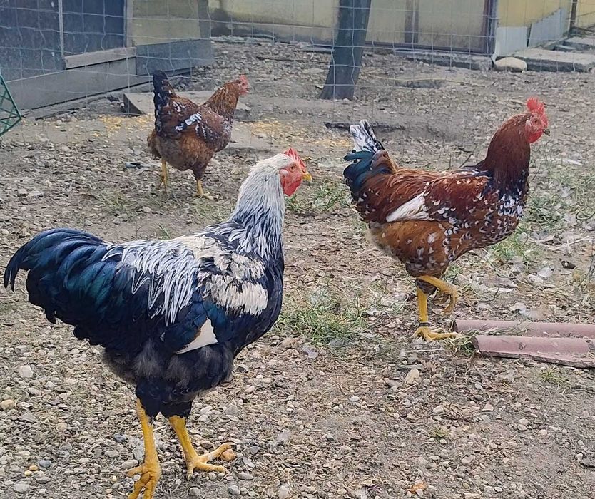 familie tineret gaini Pita Pinta Portelan
