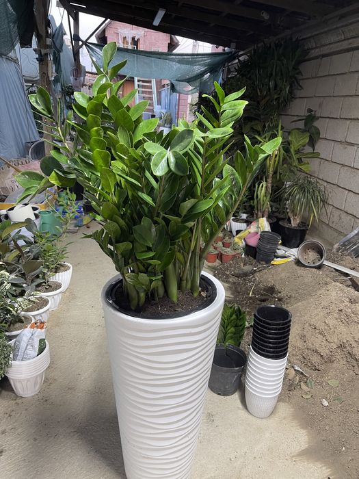 Комнатные растения оптом и в розницу