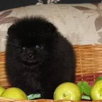 Продам  немецких щпицев