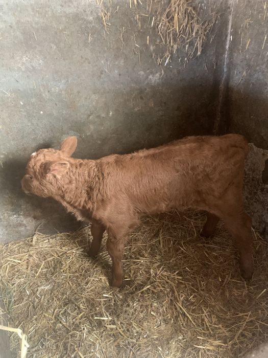 Vitica din rasa de carne Angus rosu