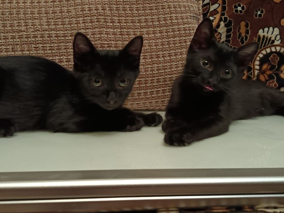 Отдам бесплатно котят