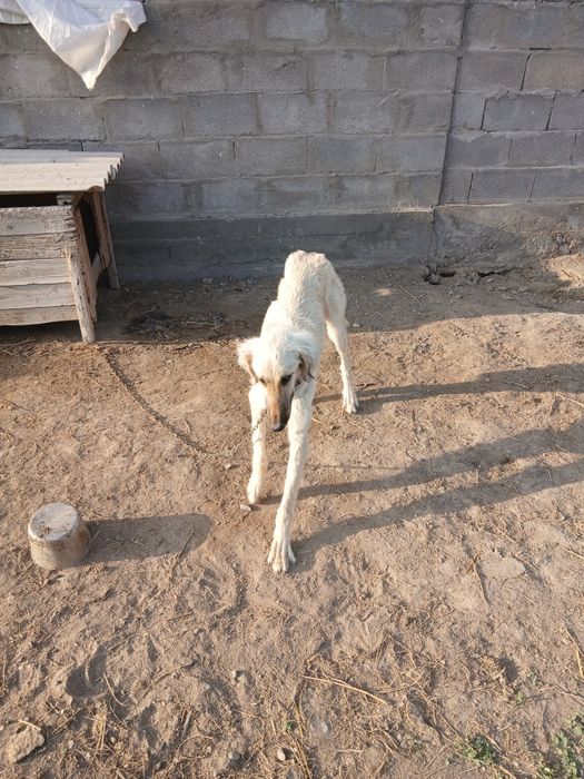 Отдам тазы кабель