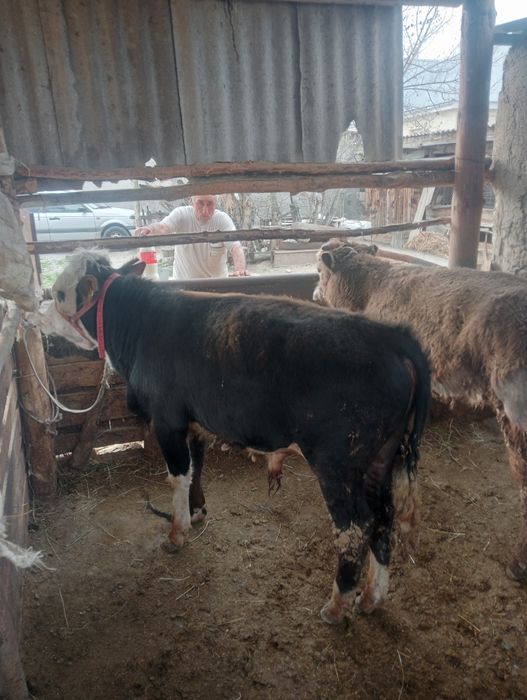 4 бас  бұқа сатылады