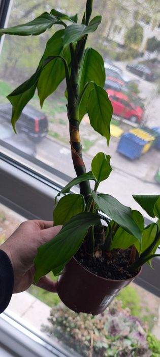 Spathiphyllum Crinul Păci