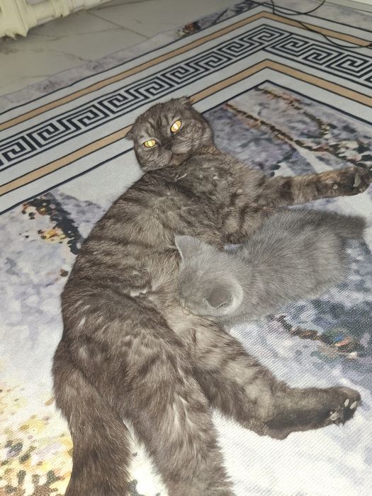 Дарю котят девочек