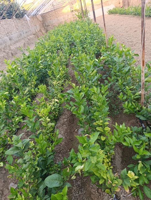Limon kuchatlari