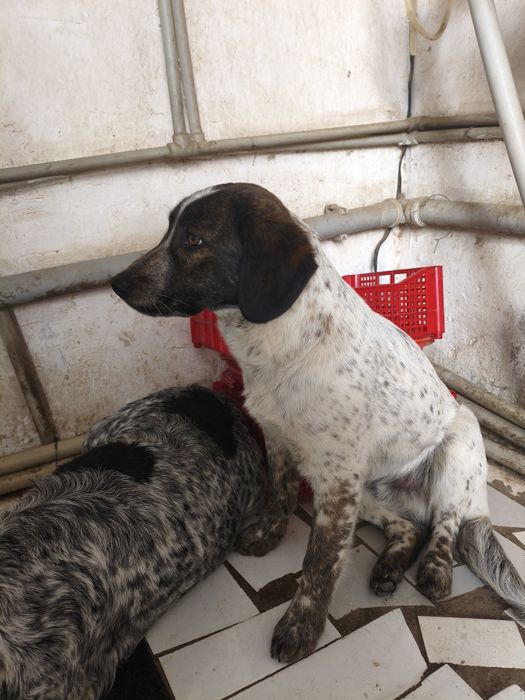 Продаю щенка спариель