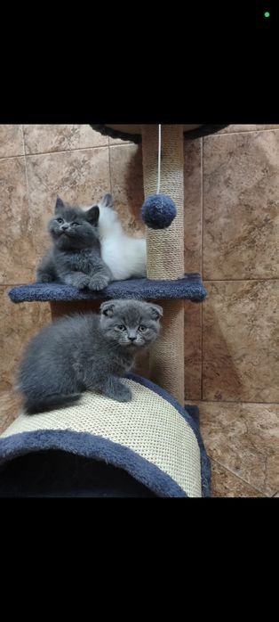 Британски котета