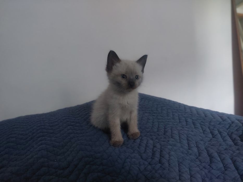Котята породистые бесплатно
