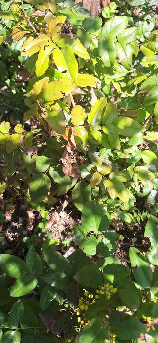 Продам мангонию падубалистную или канадский барбарис