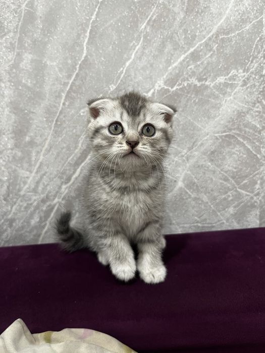 Скоттиш фолд 2 месяца