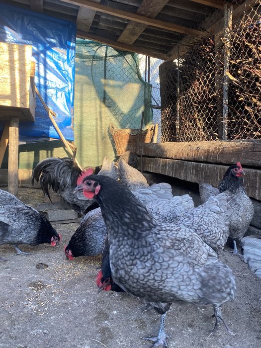 Oua Australorp Incubat