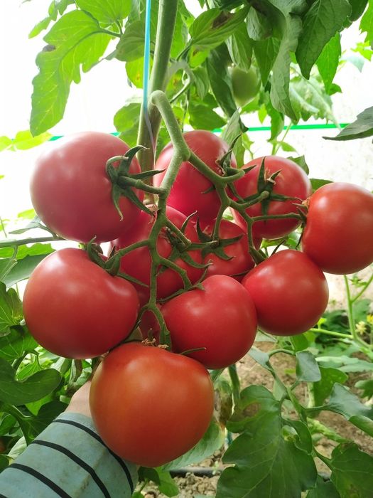 Oliy navli F1 Pomidor koʻchatlarimiz bor