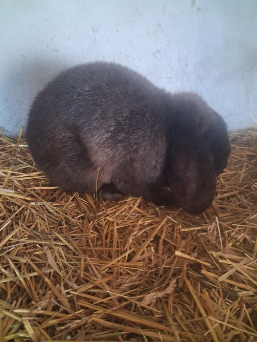 Vând o pereche berbec pitic iepuri