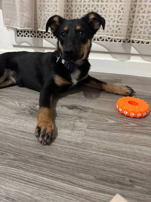 Собачка ищет дом!