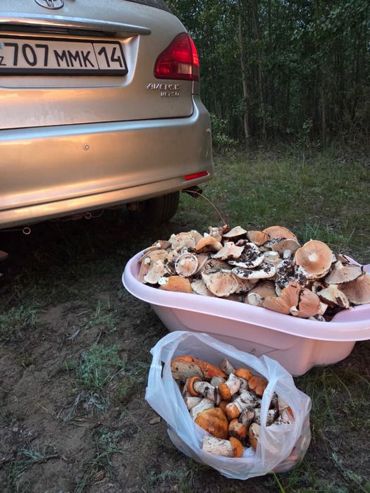 Продам грибы грузди