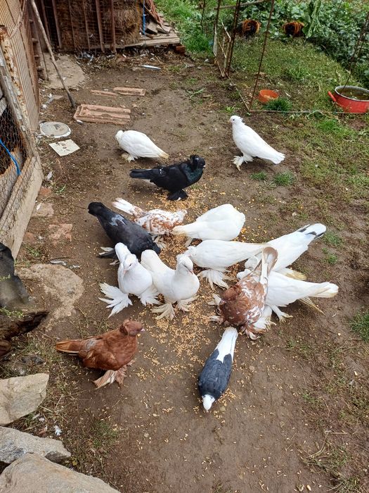 Vand porumbei Urias Maghiar 50 de lei bc