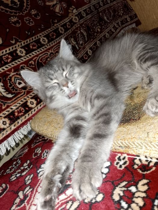 Отдам кошечку в добрые руки
