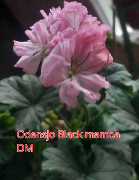 Продавам сортови пеларгонии