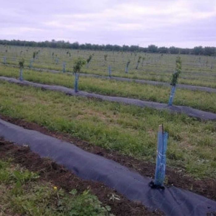Agrotextil AntiBruieni, Folie Mulcire, PREMIUM, UV, de la 250lei